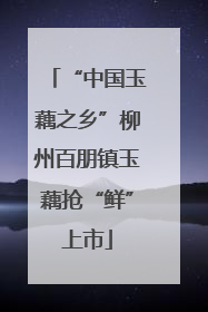“中国玉藕之乡”柳州百朋镇玉藕抢“鲜”上市