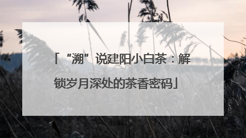 “溯”说建阳小白茶：解锁岁月深处的茶香密码