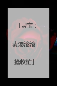 灵宝：麦浪滚滚抢收忙