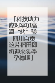 科技助力应对罕见高温“烤”验 四川自贡这片稻田即将迎来头季孕穗期