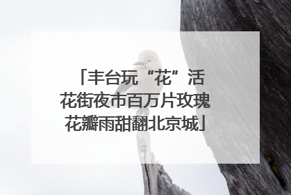 丰台玩“花”活 花街夜市百万片玫瑰花瓣雨甜翻北京城