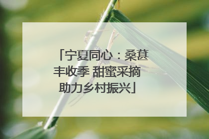 宁夏同心：桑葚丰收季 甜蜜采摘助力乡村振兴