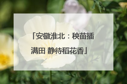 安徽淮北：秧苗插满田 静待稻花香