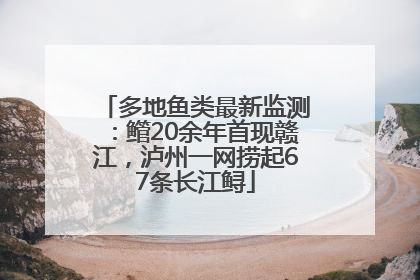 多地鱼类最新监测：鳤20余年首现赣江，泸州一网捞起67条长江鲟