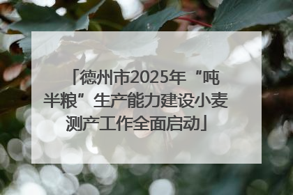 德州市2025年“吨半粮”生产能力建设小麦测产工作全面启动