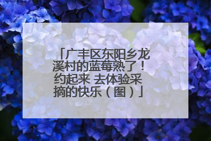 广丰区东阳乡龙溪村的蓝莓熟了！约起来 去体验采摘的快乐（图）