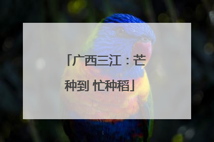 广西三江：芒种到 忙种稻