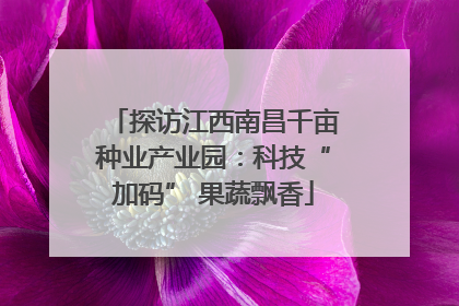探访江西南昌千亩种业产业园：科技“加码” 果蔬飘香
