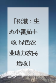 松滋：生态小番茄丰收 绿色农业助力农民增收