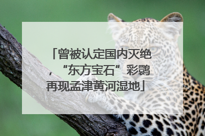 曾被认定国内灭绝，“东方宝石”彩鹮再现孟津黄河湿地