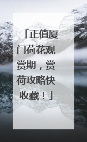正值厦门荷花观赏期，赏荷攻略快收藏！