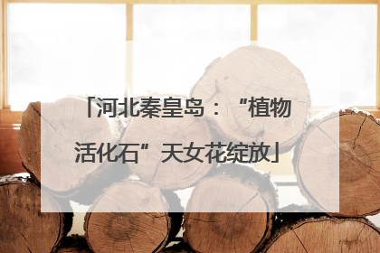 河北秦皇岛：“植物活化石”天女花绽放