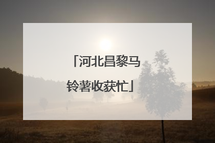 河北昌黎马铃薯收获忙