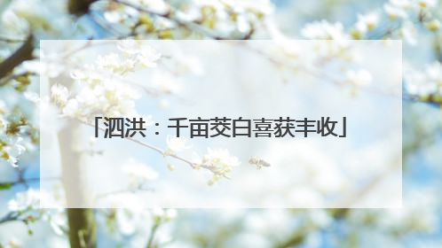 泗洪：千亩茭白喜获丰收