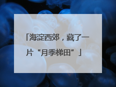 海淀西郊，藏了一片“月季梯田”