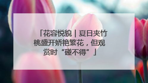花容悦貌｜夏日夹竹桃盛开娇艳繁花，但观赏时“碰不得”
