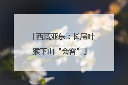 西藏亚东：长尾叶猴下山“会客”