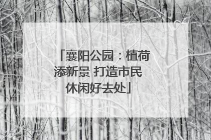 襄阳公园：植荷添新景 打造市民休闲好去处