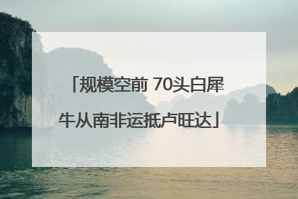 规模空前 70头白犀牛从南非运抵卢旺达