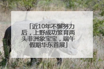 近10年不懈努力后，上野成功繁育两头非洲象宝宝，端午假期华东首展