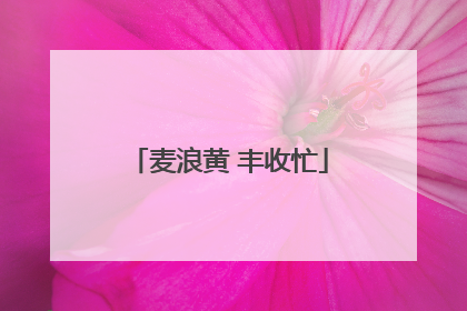 麦浪黄 丰收忙